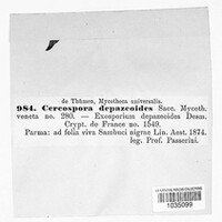 Cercospora depazeoides image